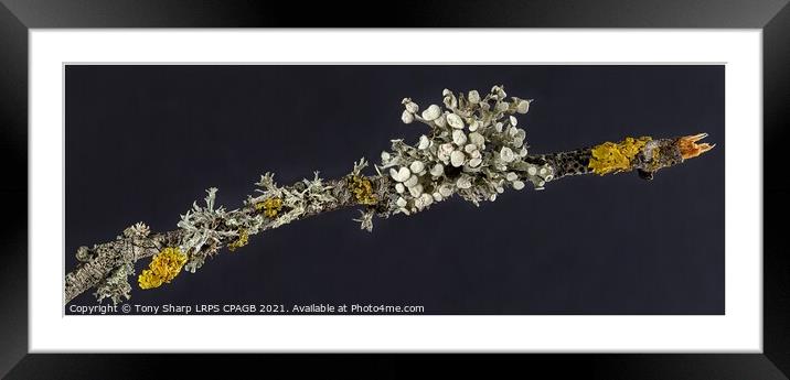  LICHEN GROWTH Framed Mounted Print by Tony Sharp LRPS CPAGB