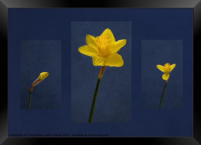 DAFFODIL - FROM BUD TO BLOOM Framed Print by Tony Sharp LRPS CPAGB