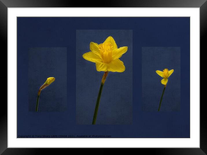 DAFFODIL - FROM BUD TO BLOOM Framed Mounted Print by Tony Sharp LRPS CPAGB
