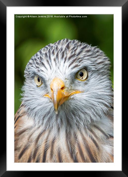  Red Kite Framed Mounted Print by Alison Jenkins