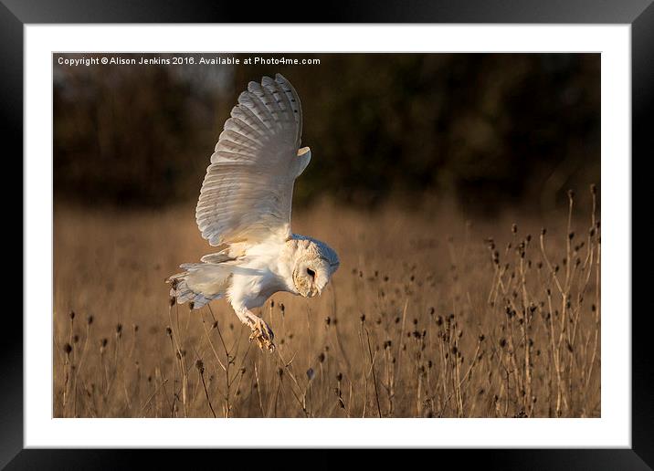  Hunting Barn Owl Framed Mounted Print by Alison Jenkins