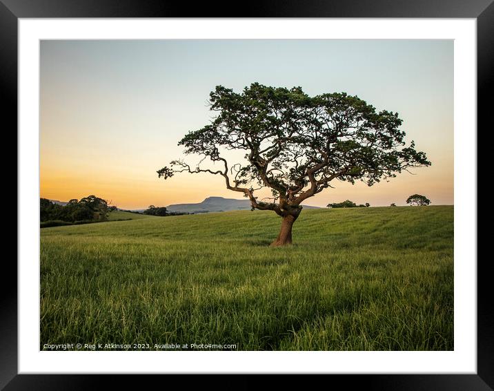 Lone Tree and Ingleborough Top Framed Mounted Print by Reg K Atkinson
