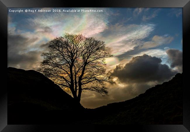 Sycamore Gap Silhouette Framed Print by Reg K Atkinson