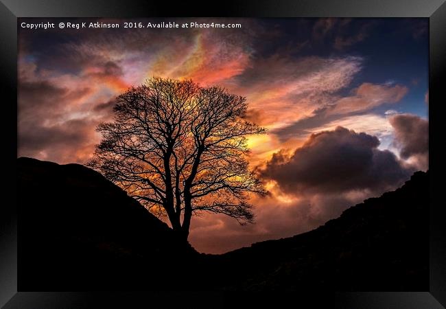 Sycamore Gap, Hadrians Wall Framed Print by Reg K Atkinson