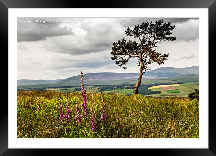 Lone Tree and Cheviots Framed Mounted Print by Reg K Atkinson