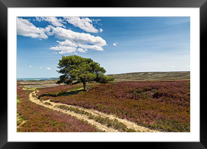 Lone Pine - Burnhope Moor  Framed Mounted Print by Reg K Atkinson