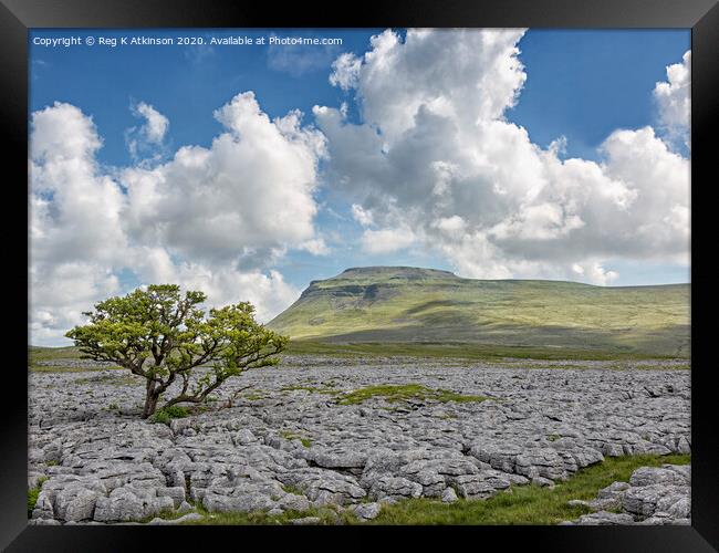 White Scars and Ingleborough Framed Print by Reg K Atkinson