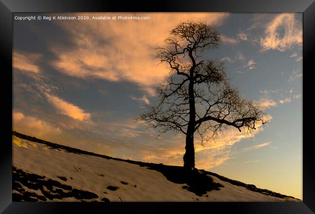 Lone Tree Sunset Framed Print by Reg K Atkinson