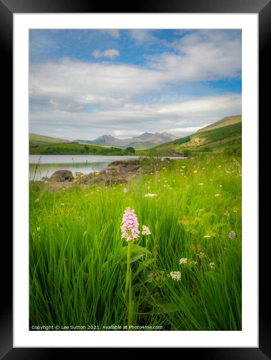 Snowdonia wild Orchid Framed Mounted Print by Lee Sutton