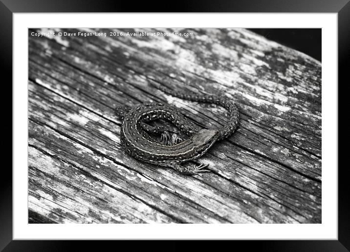 Lounging Lizard Framed Mounted Print by Dave Fegan-Long