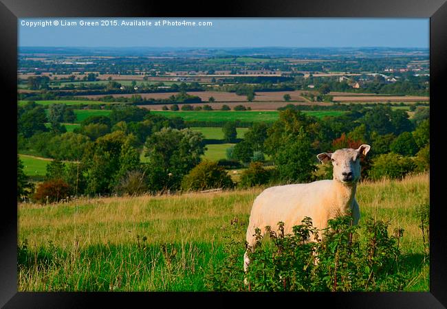  Sheep enjoying the view Framed Print by Liam Green