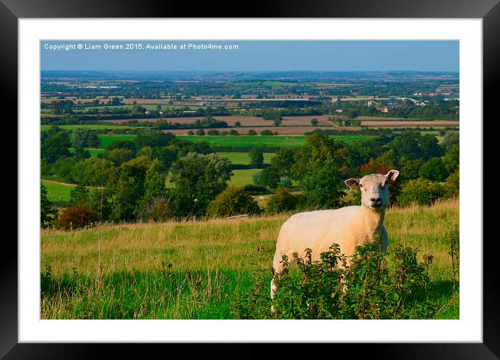  Sheep enjoying the view Framed Mounted Print by Liam Green