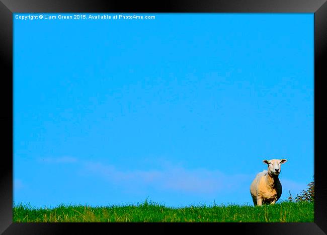  sheep on the horizon Framed Print by Liam Green