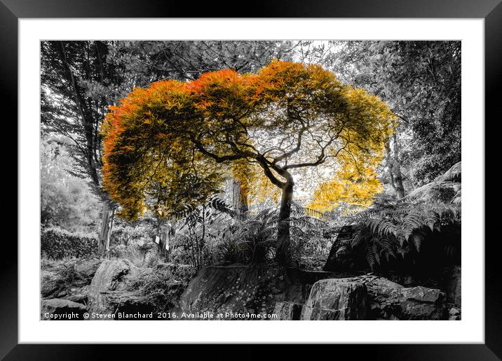 Orange tree Framed Mounted Print by Steven Blanchard