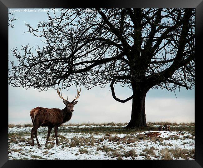  Richmond Park Deer Framed Print by Jamie Mitchell