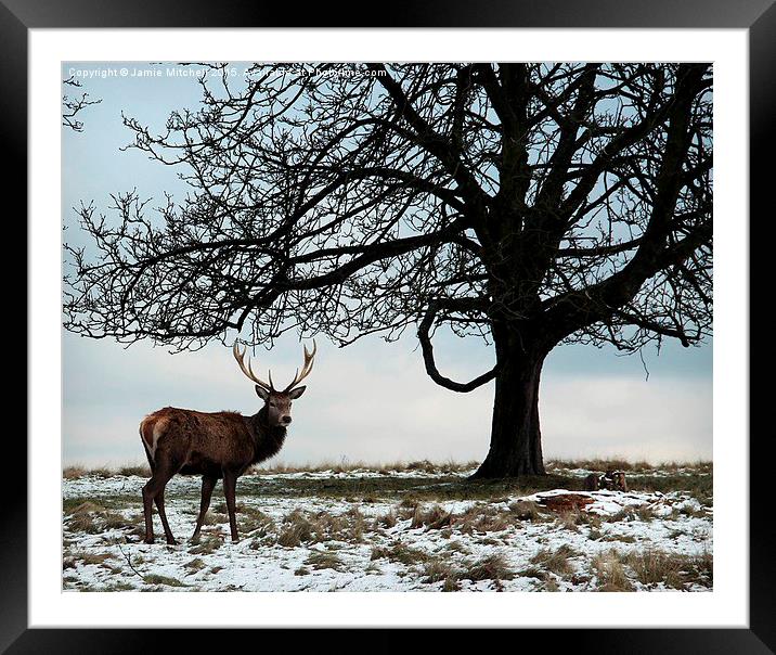  Richmond Park Deer Framed Mounted Print by Jamie Mitchell
