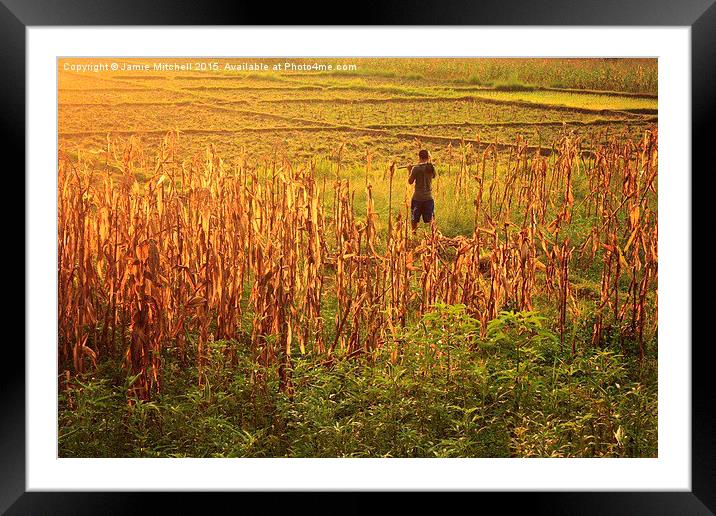  Fields of Gold Framed Mounted Print by Jamie Mitchell