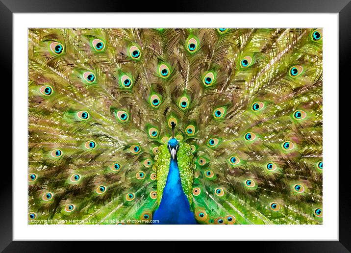 Peacock Display Framed Mounted Print by Ian Merton