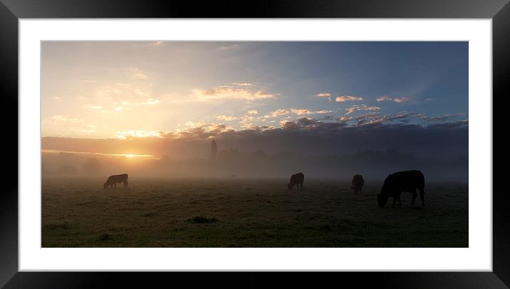  Cows In The Mist Framed Mounted Print by Ian Merton