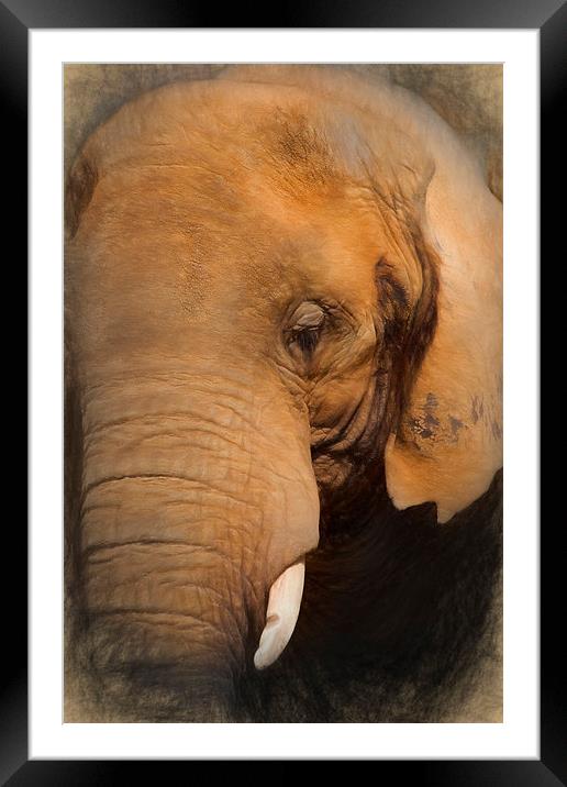  Elephant Framed Mounted Print by Ian Merton
