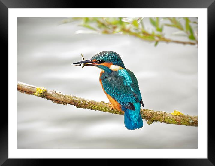  Kingfisher Framed Mounted Print by Ian Merton