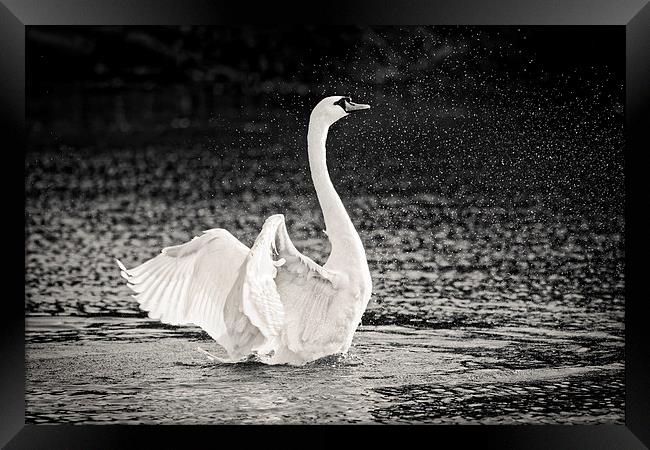  Splashing Swan Framed Print by Ian Merton