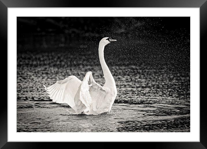  Splashing Swan Framed Mounted Print by Ian Merton