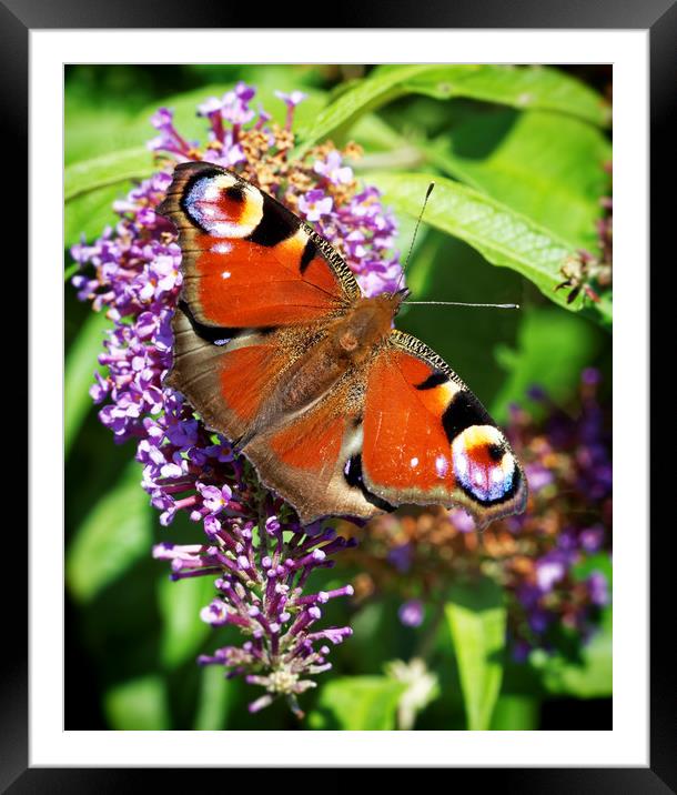 Peacock Butterfly Framed Mounted Print by Ian Merton