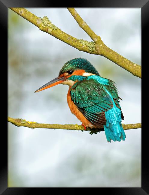 Kingfisher  Framed Print by Ian Merton