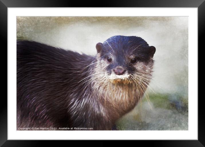 Otter Framed Mounted Print by Ian Merton