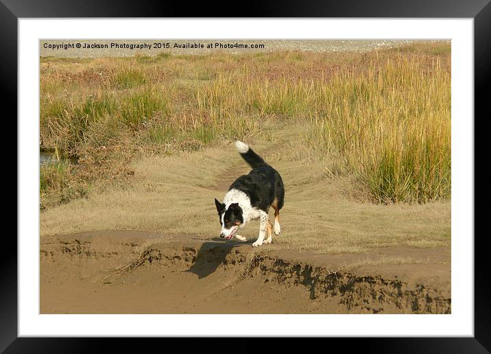  A Collie in the Lakes Framed Mounted Print by Jackson Photography