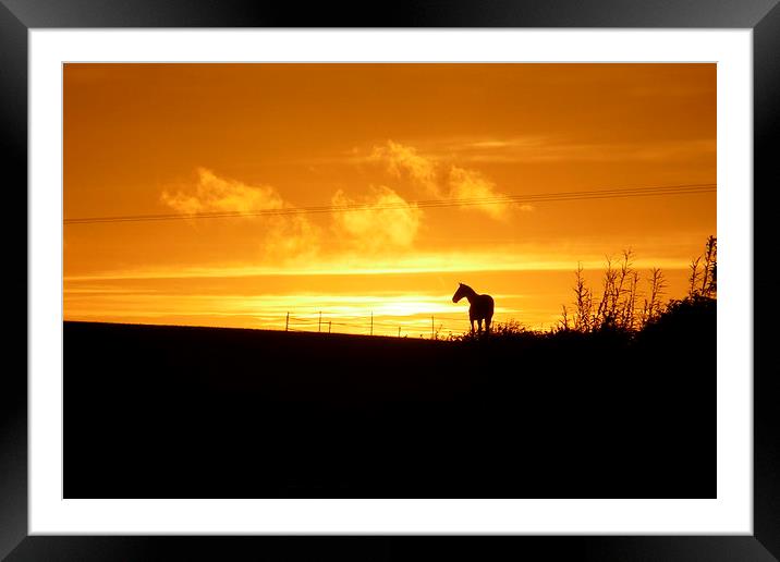  Sunset Horse Framed Mounted Print by Jackson Photography