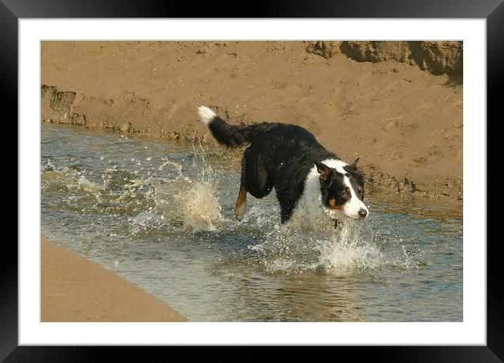 A Wet Collie Dog Framed Mounted Print by Jackson Photography