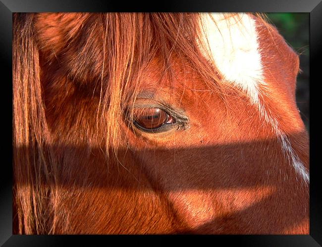 A Close up Horse Framed Print by Jackson Photography
