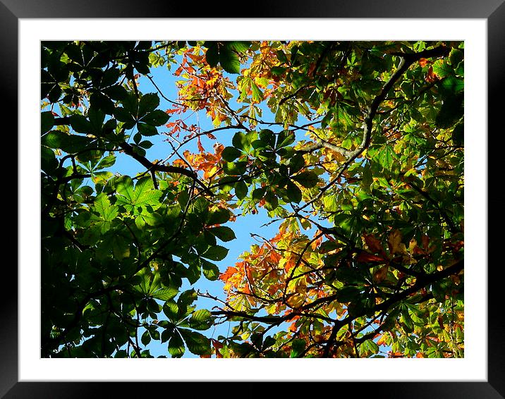 Leafy Sunny day Tree Framed Mounted Print by Jackson Photography