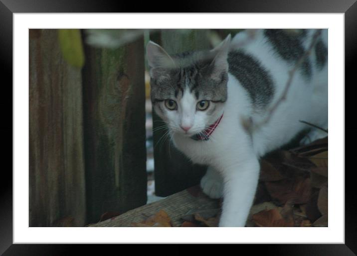 Belle the Cat Framed Mounted Print by Jackson Photography