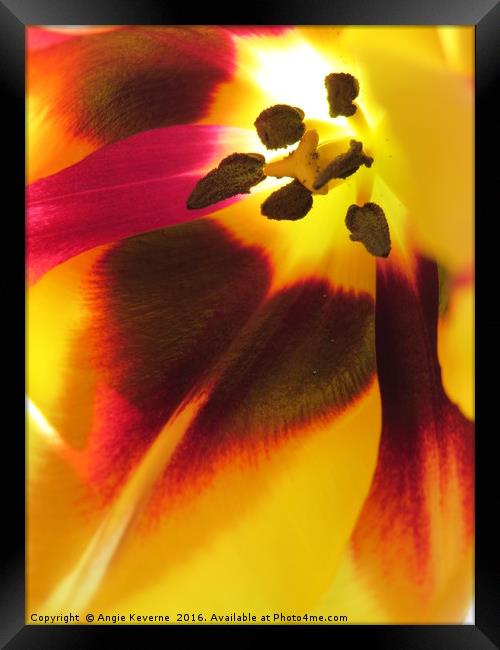 Tulip  Framed Print by Angie Keverne