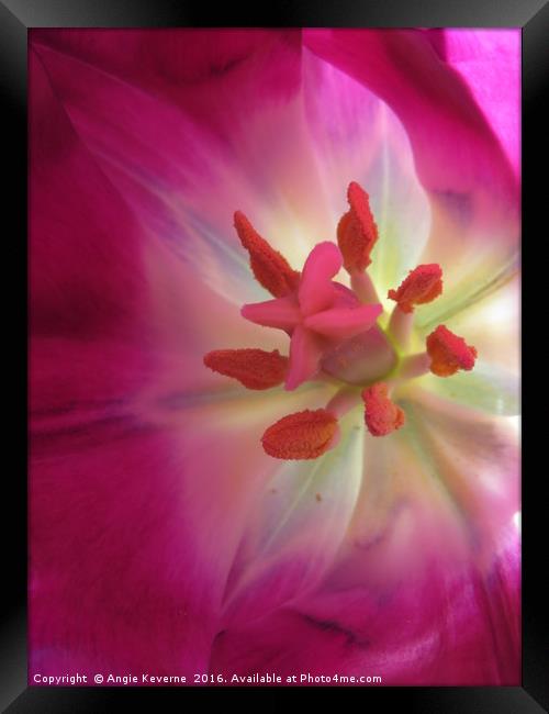 Pink Tulip Framed Print by Angie Keverne