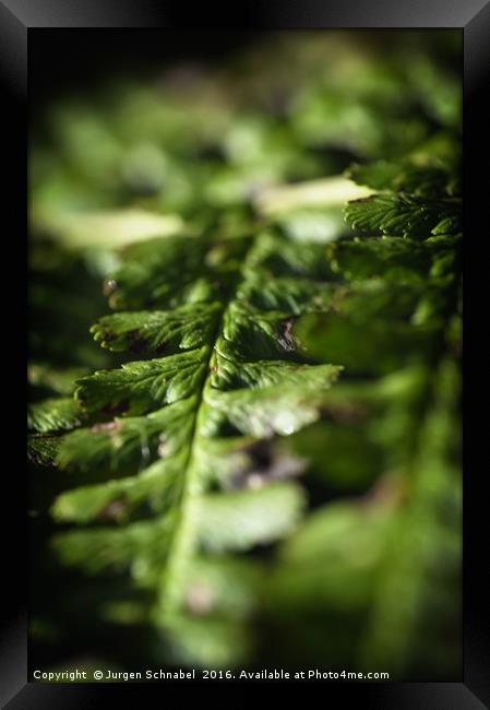 Macro fern leafe Framed Print by Jurgen Schnabel