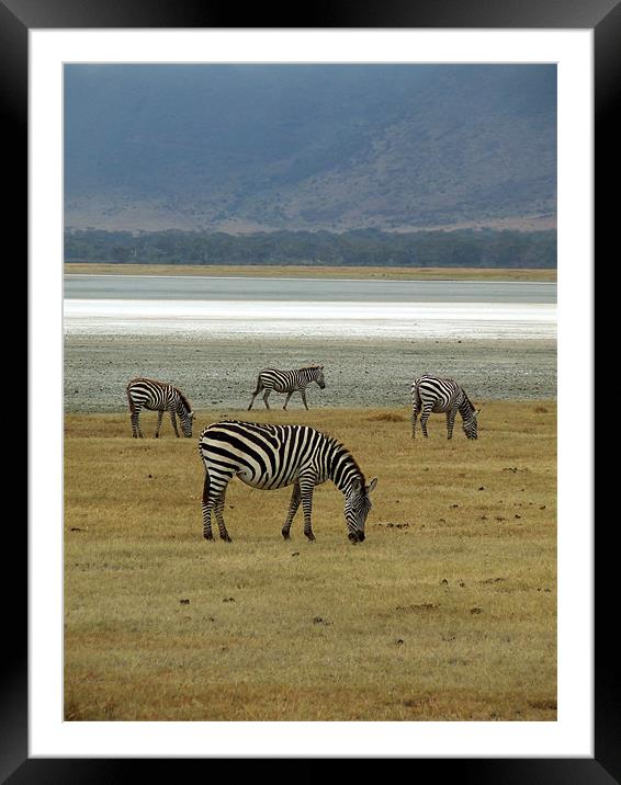 Wild Zebras on a lake Framed Mounted Print by Ralph Schroeder