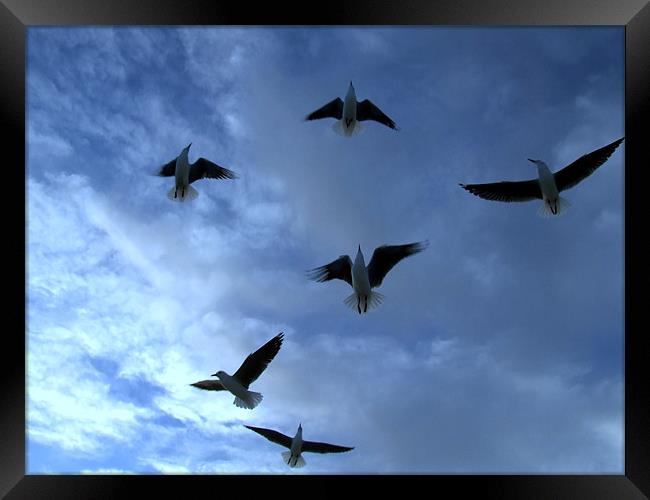 Sea Gulls in the dark blue sky Framed Print by Ralph Schroeder