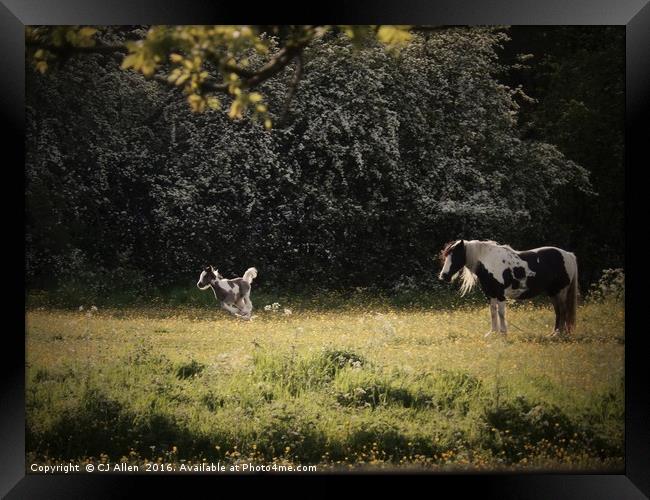 Horse and Foal Framed Print by CJ Allen