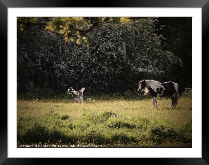 Horse and Foal Framed Mounted Print by CJ Allen
