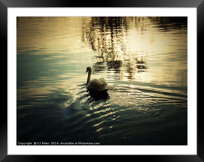 Swan on the river Calder, Wakefield                Framed Mounted Print by CJ Allen