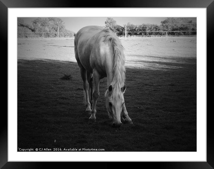 Grazing Horse.                                Framed Mounted Print by CJ Allen