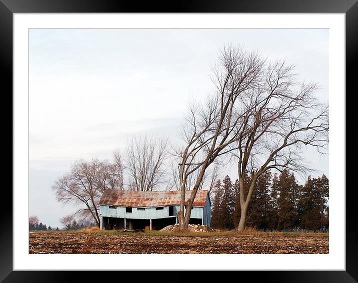  Wind Blown trees and barn Framed Mounted Print by dan Comeau