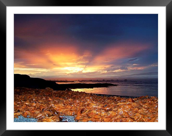  Seaweed Sunset Framed Mounted Print by dan Comeau
