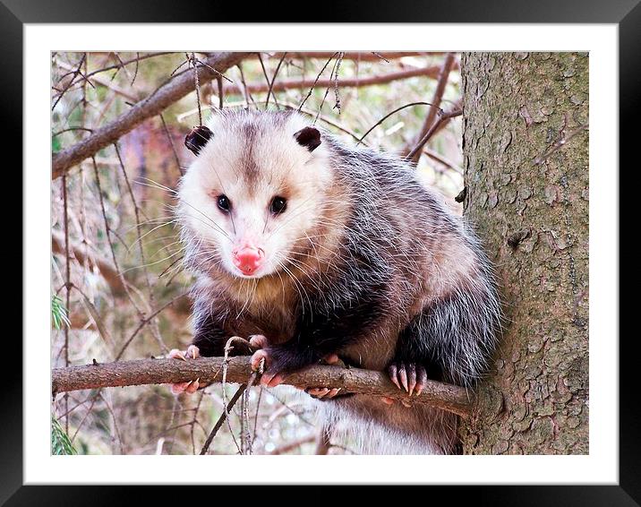  Possum in a Tree Framed Mounted Print by dan Comeau
