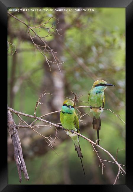 A Pair of Bee - Eaters Framed Print by Lorna Faulkes