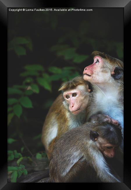 Toque Macaque Family  Framed Print by Lorna Faulkes